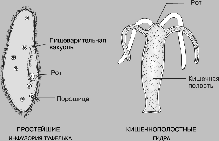 Кракен даркет